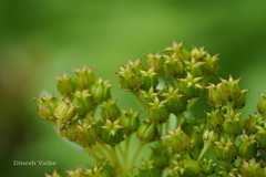 Rhodiola bupleuroides